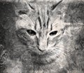 Beautiful cute cat pet. Sketch vintage of stylized kitten`s face. Stock illustration. An animated print. beautiful kitten on a Royalty Free Stock Photo
