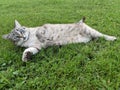 Cute cat portrait - gray cat on the grass