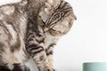 Beautiful, cute cat Scottish Fold is licked after eating, there is a bowl next to it