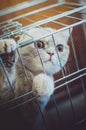 Beautiful cute cat sitting in a cage Royalty Free Stock Photo