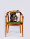 Beautiful and cute cat sitting and looking away on a unique old chair in his new house isolated on an white wall background. Pets Royalty Free Stock Photo