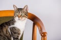 Beautiful and cute cat sitting and looking away on a unique old chair, isolated on an white wall background. Pets concept Royalty Free Stock Photo