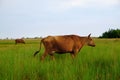 Beautiful cute cows grazing