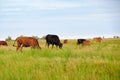 Beautiful cute cows grazing