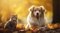 Beautiful cute dog and cat posing in an autumn park. Cute pets posing in an autumn forest. Best friends forever