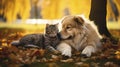 Beautiful cute dog and cat posing in an autumn park. Cute pets posing in an autumn forest. Best friends forever.