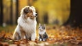 Beautiful cute dog and cat posing in an autumn park. Cute pets posing in an autumn forest. Best friends forever