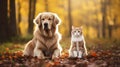 Beautiful cute dog and cat posing in an autumn park. Cute pets posing in an autumn forest. Best friends forever