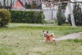 Beautiful cute dog chihuahua stands on the lawn