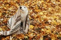 Beautiful cute dog hiding under cozy blanket on background of fall leaves in autumn woods, peekaboo. Adorable white swiss shepherd Royalty Free Stock Photo