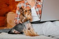 Beautiful cute dog sitting with woman working on laptop at home. Close-up of purebred Yorkshire terrier pet and its owner Royalty Free Stock Photo