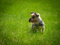 Little cute dog standing in green grass and hold his toy, wait for an aport