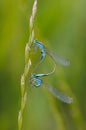 Beautiful cute dragonfly Ischnura elegans