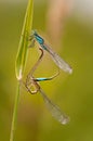 Beautiful dragonfly Ischnura elegans. Blue tailed Damselfly Royalty Free Stock Photo