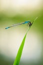 Beautiful cute dragonfly Ischnura elegans