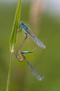 Beautiful dragonfly Ischnura elegans. Blue tailed Damselfly Royalty Free Stock Photo