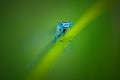 Beautiful dragonfly Ischnura elegans. Blue tailed Damselfly Royalty Free Stock Photo