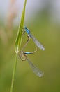 Beautiful dragonfly Ischnura elegans. Blue tailed Damselfly Royalty Free Stock Photo