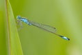 Beautiful dragonfly Ischnura elegans. Blue tailed Damselfly