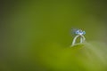 Beautiful cute dragonfly, White legged Damselfly