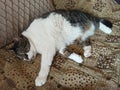 a beautiful fat cat sleeps on the couch