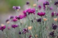 Beautiful cute flowers by the road