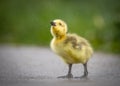 Beautiful cute fluffy yellow baby gosling Canada goose chick isolated alone no people Royalty Free Stock Photo