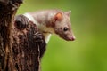 Beautiful cute forest animal. Beech marten, Martes foina, with clear green background. Small predator sitting on the tree trunk in Royalty Free Stock Photo