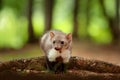 Beautiful cute forest animal. Beech marten, Martes foina, with clear green background. Small predator sitting on the tree trunk in Royalty Free Stock Photo