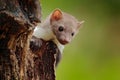 Beautiful cute forest animal. Beech marten, Martes foina, with clear green background. Small predator sitting on the tree trunk in