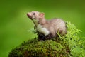 Beautiful cute forest animal. Beech marten, Martes foina, with clear green background. Small predator sitting on the tree trunk in Royalty Free Stock Photo