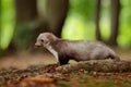 Beautiful cute forest animal. Beech marten, Martes foina, with clear green background. Small predator sitting on the tree trunk in Royalty Free Stock Photo