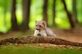 Beautiful cute forest animal. Beech marten, Martes foina, with clear green background. Small predator sitting on the tree trunk in Royalty Free Stock Photo