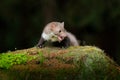 Beautiful cute forest animal. Beech marten, Martes foina, with clear green background. Small predator sitting on the tree trunk in Royalty Free Stock Photo