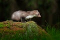 Beautiful cute forest animal. Beech marten, Martes foina, with clear green background. Small predator sitting on the tree trunk in Royalty Free Stock Photo