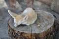 A beautiful and cute fox fenech, small and with big ears lying on a stump.