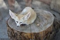 A beautiful and cute fox fenech, small and with big ears lying on a stump.