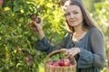 Girl picking ripe juicy red apple from tree in basket in the garden. young woman collecting summer harvest in farm. harvesting Royalty Free Stock Photo