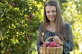 Girl picking ripe juicy red apple from tree in basket in the garden. young woman collecting summer harvest in farm. Royalty Free Stock Photo