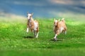 Cute goat kids Royalty Free Stock Photo