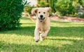 Beautiful and cute golden retriever puppy dog having fun at the park running on the green grass
