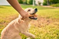 Beautiful and cute golden retriever puppy dog having fun at the park sitting on the green grass Royalty Free Stock Photo