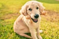 Beautiful and cute golden retriever puppy dog having fun at the park sitting on the green grass Royalty Free Stock Photo