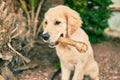 Beautiful and cute golden retriever puppy dog having fun at the park sitting on the green grass Royalty Free Stock Photo