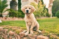 Beautiful and cute golden retriever puppy dog having fun at the park sitting on the green grass Royalty Free Stock Photo