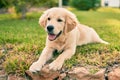 Beautiful and cute golden retriever puppy dog having fun at the park sitting on the green grass Royalty Free Stock Photo