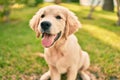 Beautiful and cute golden retriever puppy dog having fun at the park sitting on the green grass Royalty Free Stock Photo