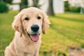 Beautiful and cute golden retriever puppy dog having fun at the park sitting on the green grass Royalty Free Stock Photo