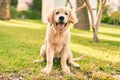 Beautiful and cute golden retriever puppy dog having fun at the park sitting on the green grass Royalty Free Stock Photo