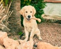 Beautiful and cute golden retriever puppy dog having fun at the park sitting on the green grass Royalty Free Stock Photo